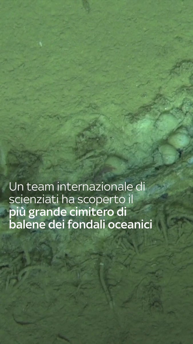 Un team internazionale di ricercatori ha scoperto nell'Oceano Indiano il più grande e profondo cimitero di balene mai documentato. Il sito, situato nella zona di Diamantina a oltre 7.000 metri di profondità, conserva centinaia di fossili e diversi ecosistemi alimentati dai resti di cetacei sprofondati sul fondale. Secondo uno studio pubblicato sulla rivista Nature, alcuni dei reperti risalgono ad almeno 5,3 milioni di anni fa.