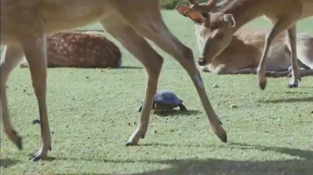 A turtle appears in the deer's resting spot and they curiously check it out like "what's this," but the second it moves they leap back in shock like the world is ending and scatter away, absolutely adorable.