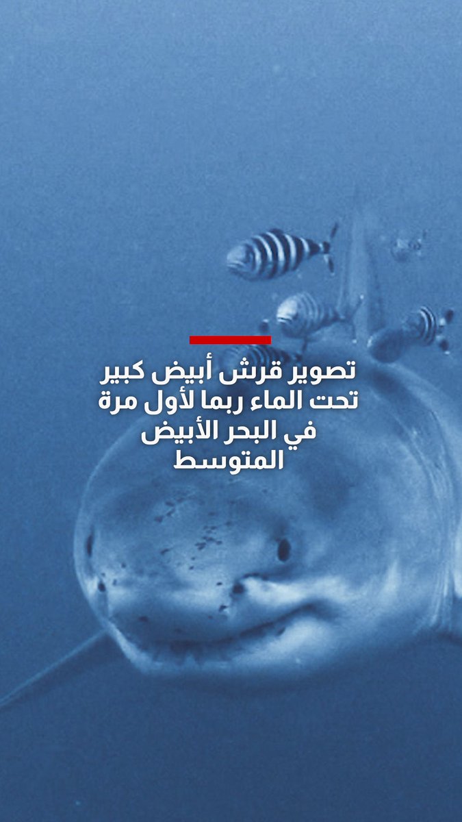 تصوير قرش أبيض كبير تحت الماء ربما لأول مرة في البحر الأبيض المتوسط