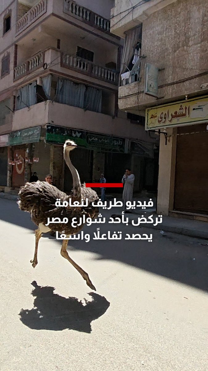 فيديو طريف لنعامة تركض هربًا من صاحبها بأحد شوارع مصر يحصد تفاعلاً واسعًا