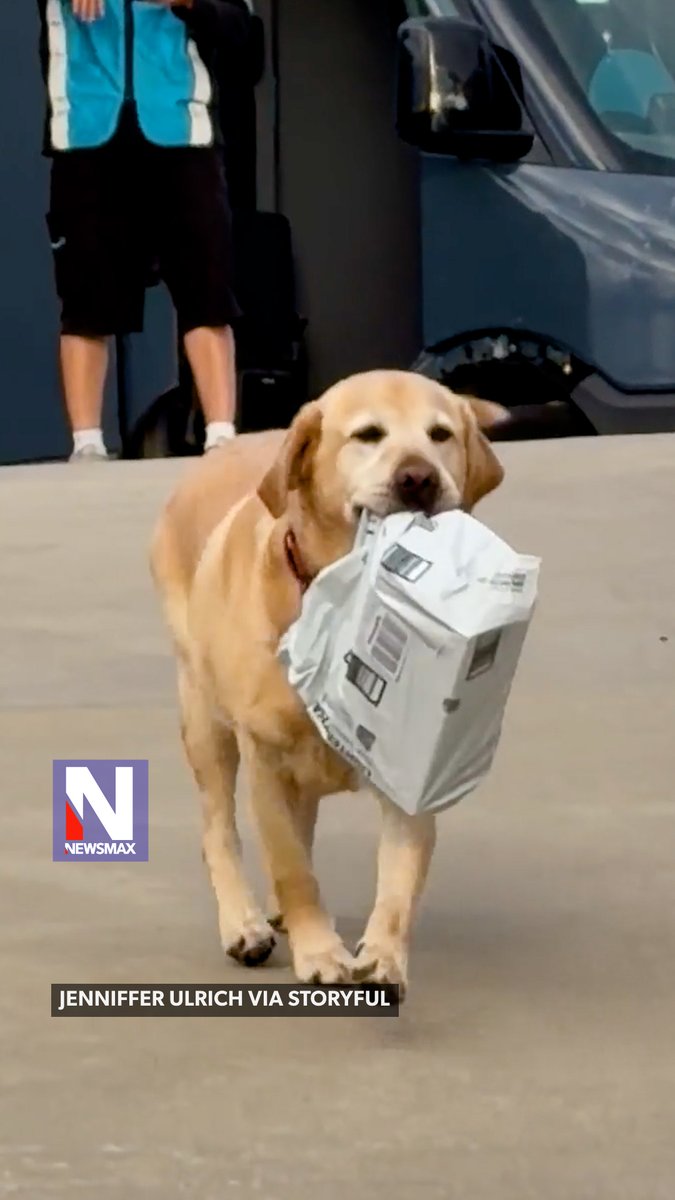 DOGGIE DELIVERY: Meet Bear, a playful pup who loves helping with deliveries by carrying packages back to his family. His owner said, “Bear has been carrying packages, unwrapping presents, taking in some groceries and household items for quite some time, so this behavior is natural for him and something our family has come to expect.”