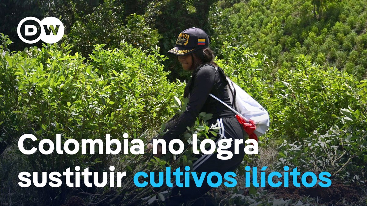 El plan de Petro para sustituir los cultivos de coca no alcanza su objetivo El presidente colombiano Gustavo Petro impulsó hace poco más de un año un programa de sustitución voluntaria de los cultivos ilícitos. El plan RenHacer quería erradicar 30.000 hectáreas, objetivo no logrado. Solo 6.400 hectáreas han sido erradicadas y verificadas por la Oficina de las Naciones Unidas contra la Droga y el Delito.