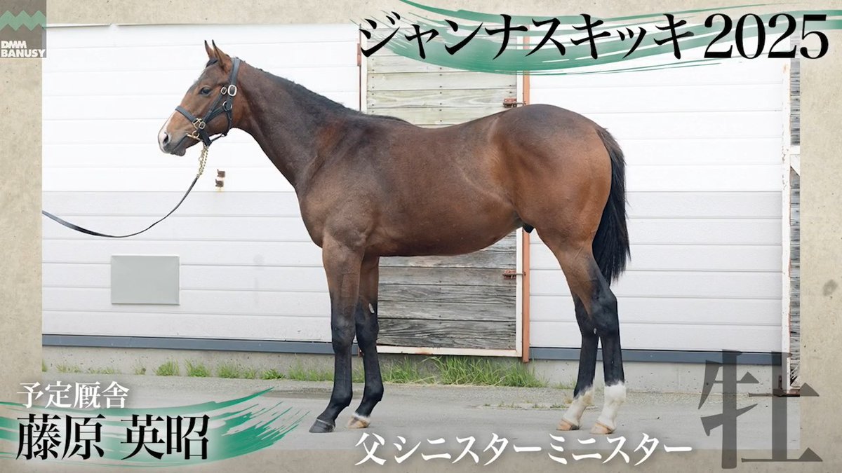 DMMバヌーシー2026年度1期募集 6月25日(木) 18時抽選募集開始 ジャンナスキッキ2025(牡.1歳) 父 シニスターミニスター 生産 辻牧場 厩舎 藤原英昭/関西 募集総額 4500万円/ 1000口 一口金額(一括) 45000円 一口金額(分割) 7500円(6回) 20％キャッシュバック 9000円