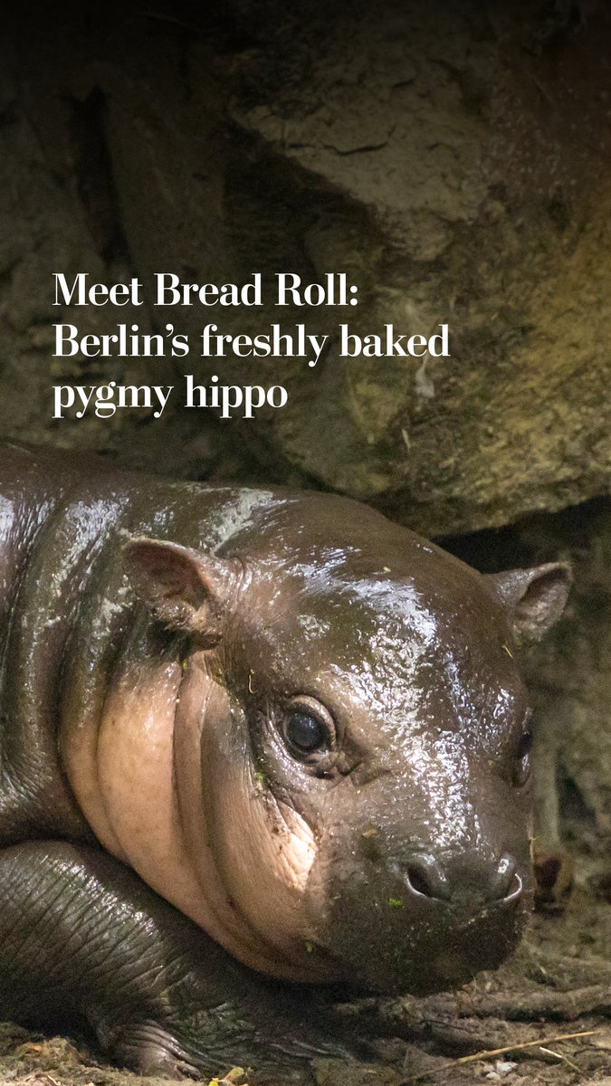 The Berlin Zoo has revealed the name of the female pygmy hippopotamus born in May: Brötchen, German for bread roll. Only around 2,500 adult pygmy hippopotamus remain in the wild since their habitat has been threatened by forest clearance.