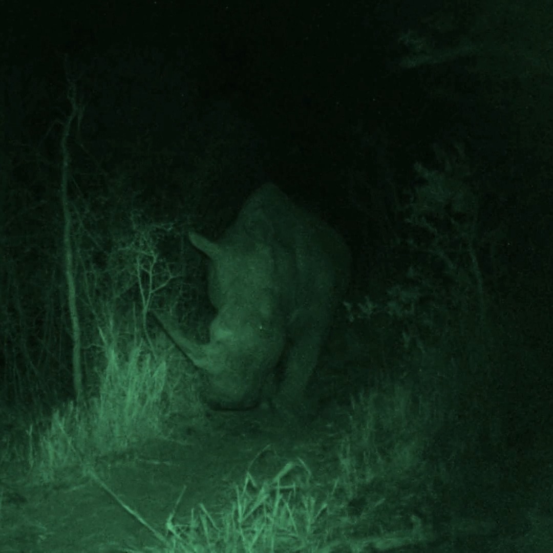 Team Brazil gets a surprise visit in the middle of the night... 😳 Catch a new #NakedAndAfraid: Global Showdown, tomorrow at 8P on Discovery