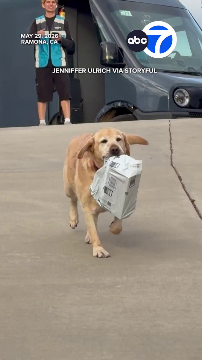 A dog named Bear has developed a useful habit when it comes to Amazon deliveries. 😊🐶📦