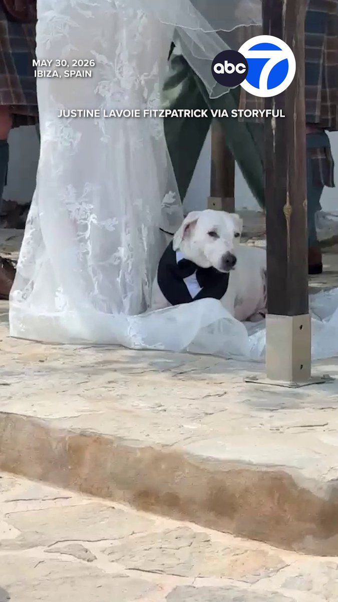 A couple’s dog took center stage on their wedding day when he decided that a mid-ceremony rest on the bride’s dress was just what he needed.