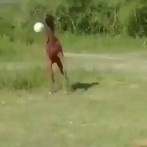 calma seleção brasileira é só uma bola