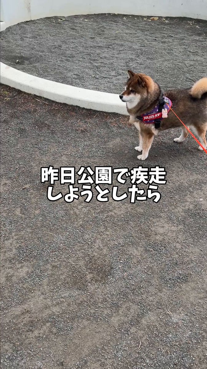 家の中だと同居犬のアタックをスルーしがちな黒柴が外だと積極的にアタックしていくのが微笑ましい。