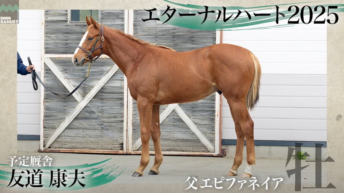 DMMバヌーシー2026年度1期募集 6月25日(木) 18時抽選募集開始 エターナルハート2025(牡.1歳) 父 エピファネイア 生産 辻牧場 厩舎 友道康夫/関西 募集総額 3500万円/ 2000口 一口金額(一括) 17500円 一口金額(分割) 2920円(6回) 20％キャッシュバック 3500円