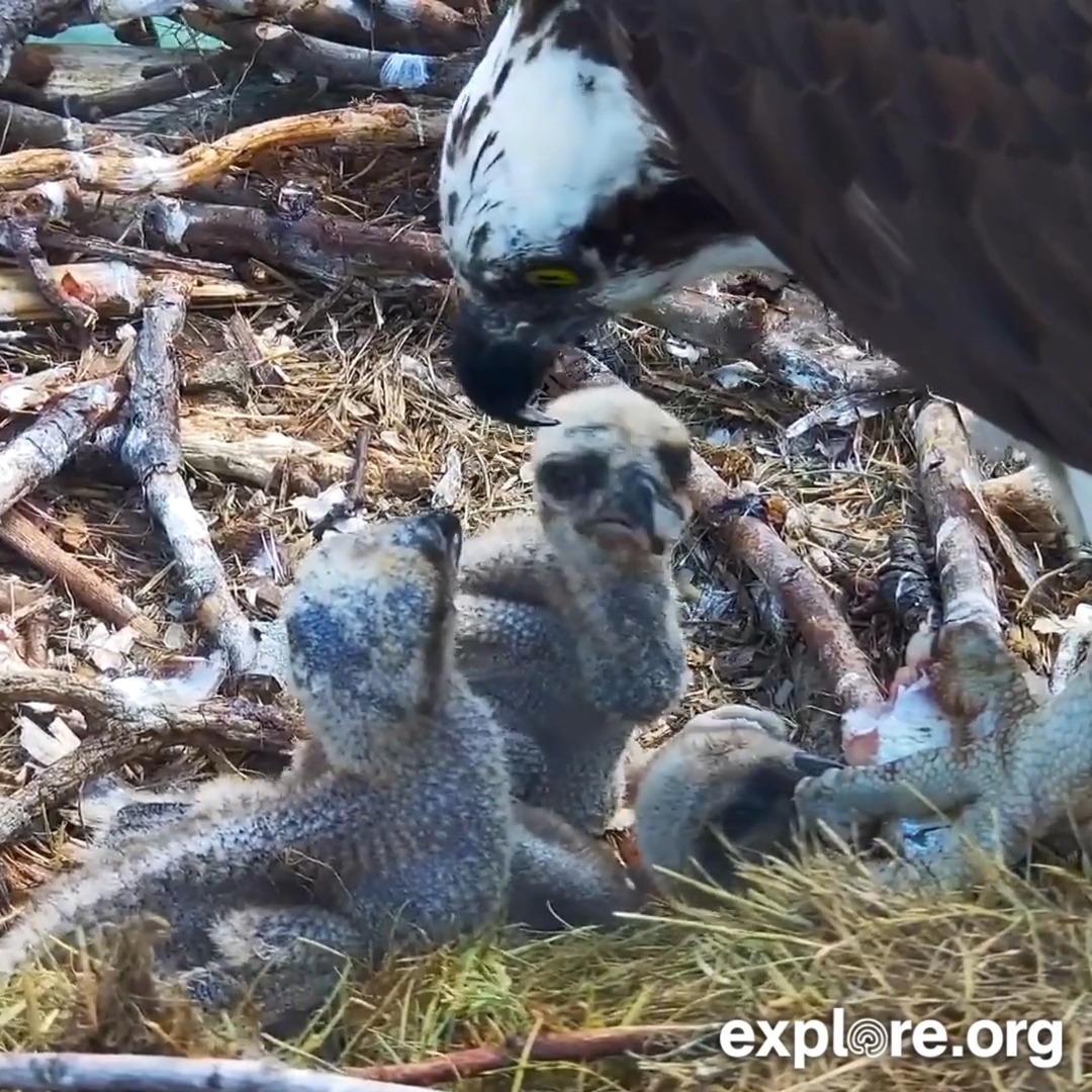 When there are three hungry mouths to feed on the Chesapeake osprey nest, everyone gets a bite!
