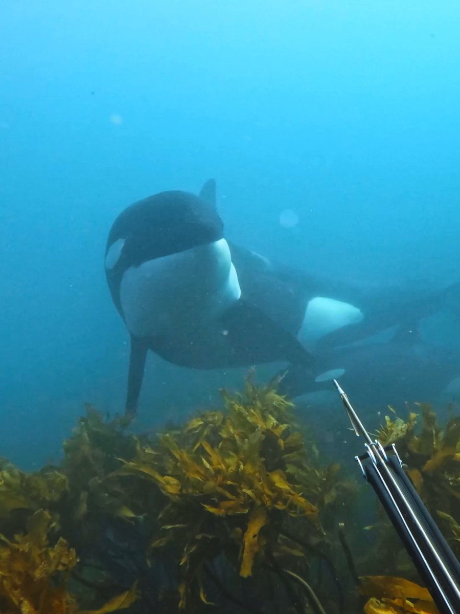 Stay calm... Stay calm 😳 Quinn Smithspearo kept his cool when a curious mother Orca and her calf came to say hello. 🏆 $500 GoPro Award 👉 #GoPro #Orca #Whale #Encounter #Wildlife
