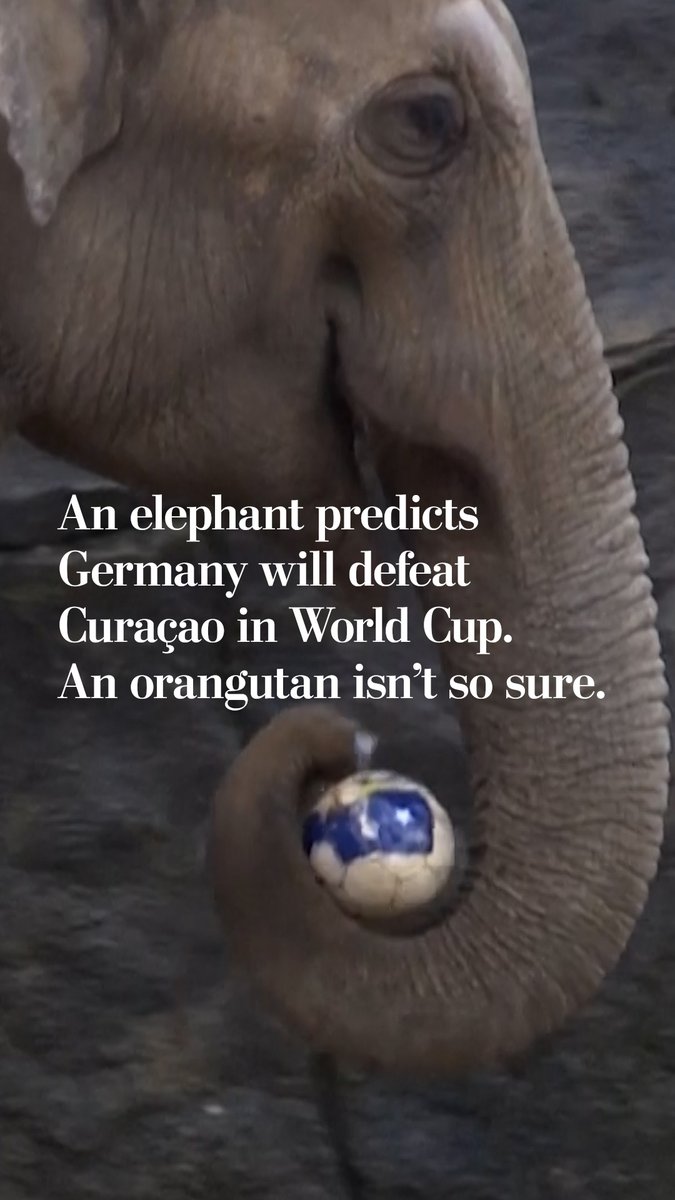 Tarak the elephant and Walter the orangutan, residents of the Cologne Zoo, have cast their predictions for Germany and Curaçao’s opening World Cup matchup.