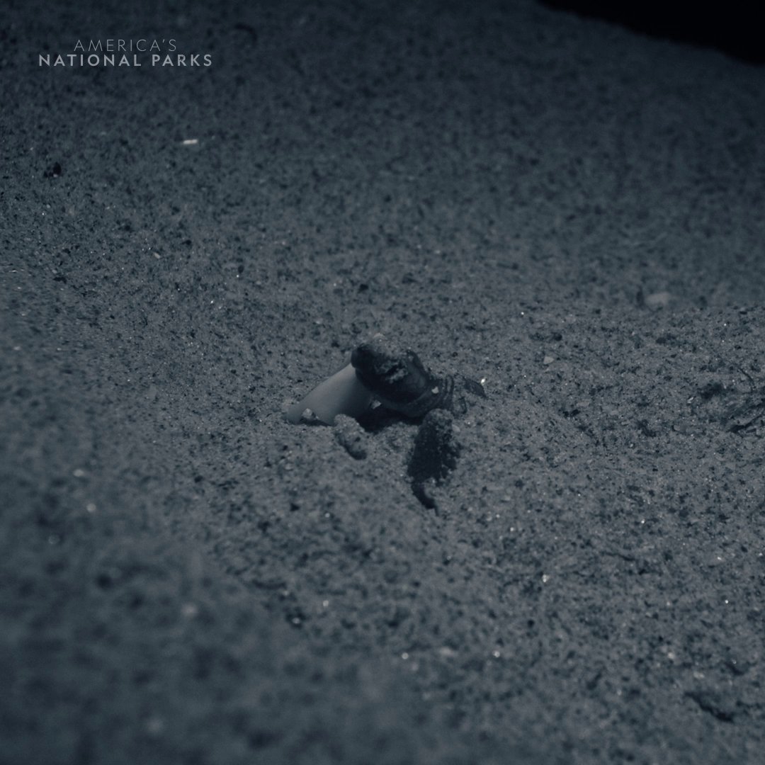 Tiny survivor 🐢 By luck or instinct, a baby loggerhead hatchling flicks sand in her attacker’s eye and it turns out to be the perfect defensive move. Free at last, she makes it to the ocean just in time. #AmericasNationalParks is now streaming on Disney+