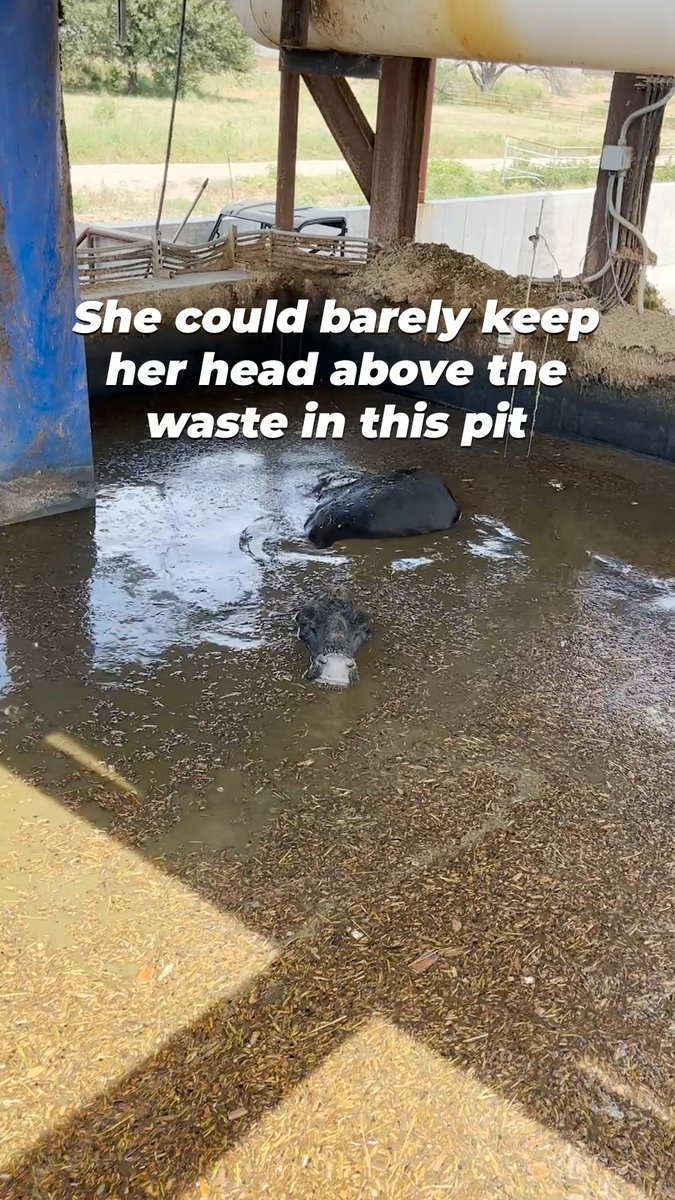 That's not water, that's a pool of poop she's nearly drowning in. A whistleblower reported that many cows fell into this pit at Lone Star Organic Dairy 💔 Remember her face the next time you're thinking "pasture-raised" is anything but cruel.
