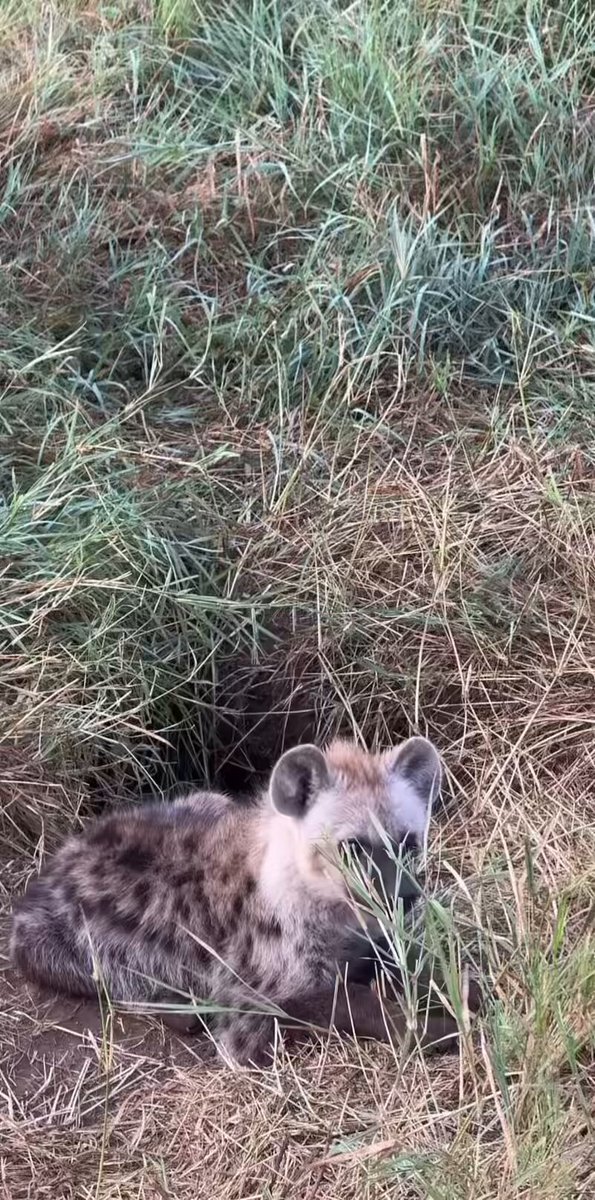 Baby hyenas first awoop :3