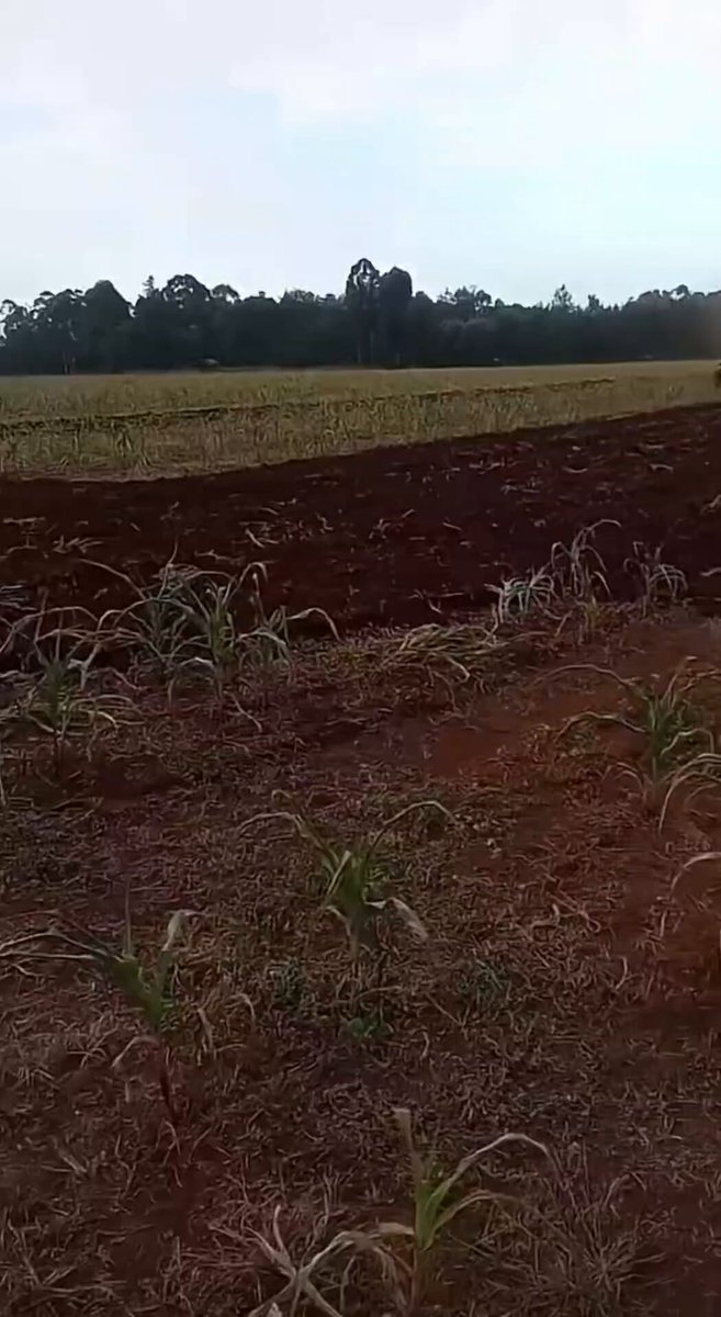 With no rain in the North Rift some farmers have started ploughing again because their maize have dried up and can't be salvaged. Prepare for food shortage and high prices of Unga come next year.