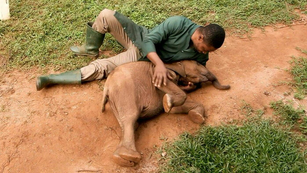 🇳🇬 🐘 Rescued orphaned elephant highlights Nigeria's conservation fight The baby forest elephant, rescued after wandering out of Nigeria's Okomu National Park, is being raised by wildlife carers from the conversationist NGO ANI in the hope of returning him to the wild.