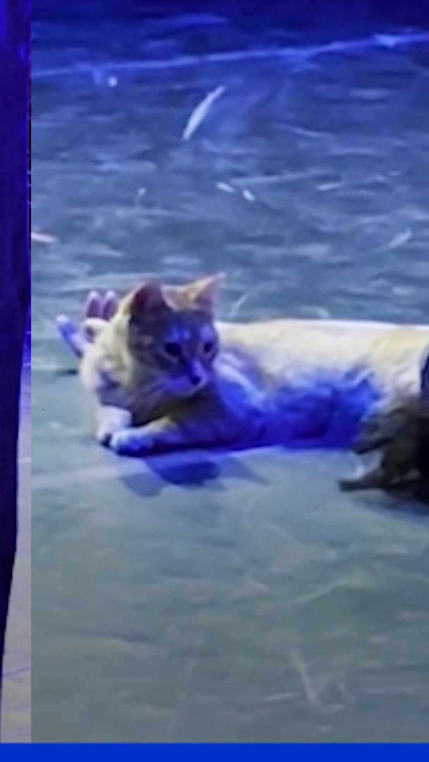 Turquie: un chat vole la vedette lors d’une représentation de Roméo et Juliette