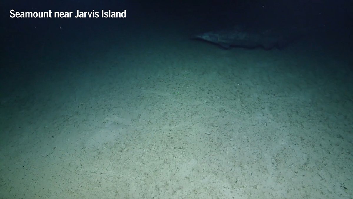 In July 2019, a remotely operated vehicle filmed an unusual creature 2 kilometers below the waves near Jarvis Island in the central Pacific Ocean. Three meters long with pink and gray skin, jaws that can snap outward in a flash, and a comically elongated snout, the animal leisurely glid along the sea floor. Five years later, researchers spotted the same species near Tonga. Both were goblin sharks, an odd and poorly understood animal that had never been filmed in its deep-sea home. Learn more: