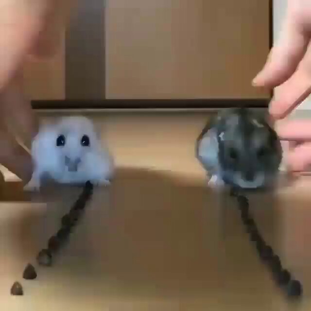 THE SNACK OFF! Who will win?! ... Hey are you okay?