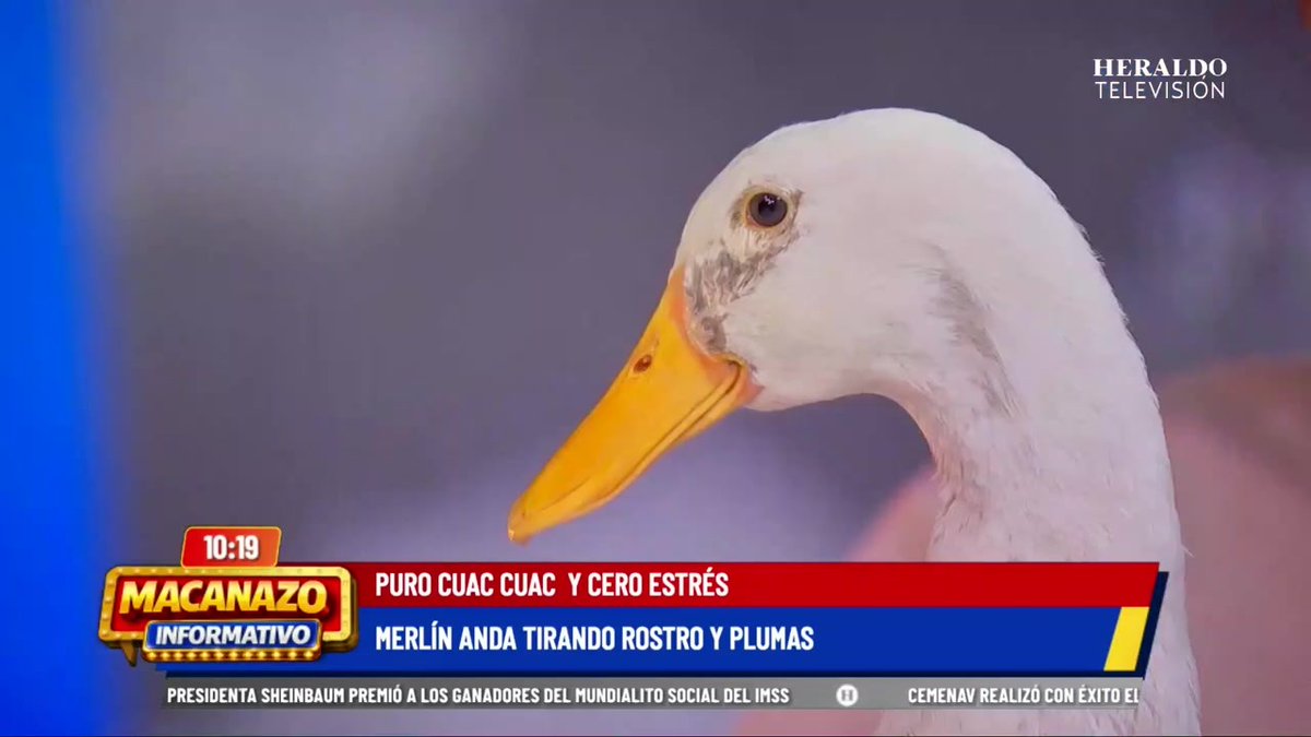 Conoce a Merlin, el pato más famoso de México que lleva la camiseta verde para apoyar al país en este Torneo Internacional de Fútbol. Más información con Maca Carriedo en #HeraldoTelevisión
