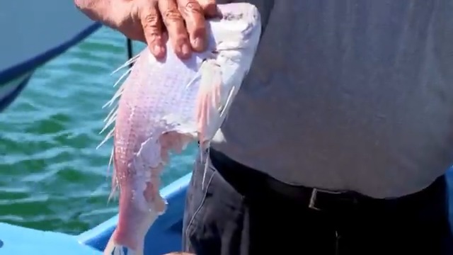 Greek fishermen struggle with invasive pufferfish