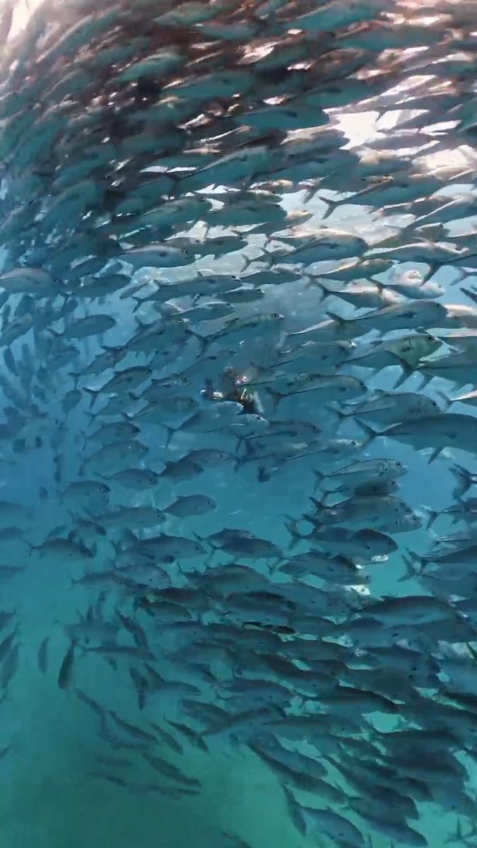 🎥 + 💭: IG @/earth2audge “There is a moment when the school closes around you and the rest of the ocean disappears. No horizon. No surface. Just fish in every direction, moving together, completely unbothered by your presence. It usually lasts only a few minutes, but it stays with you a lot longer than that. Moments like this are becoming rarer. The ocean is losing its abundance faster than most people realize. The decisions we make today will determine whether this still exists tomorrow. Places like Cabo Pulmo, Mexico chose to protect their waters. This is what the ocean looks like when we let it heal.” #MarineMonday #CaboPulmo #OceanConservation