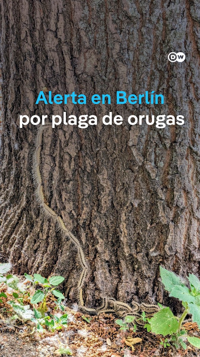 Berlín, bajo la amenaza de una diminuta oruga Sus pelos microscópicos son tóxicos y pueden provocar dolorosas reacciones en la piel y problemas respiratorios. La plaga se expande por la capital alemana: parques cerrados, vecinos en alerta y autoridades enfrentadas sobre quién debe actuar.