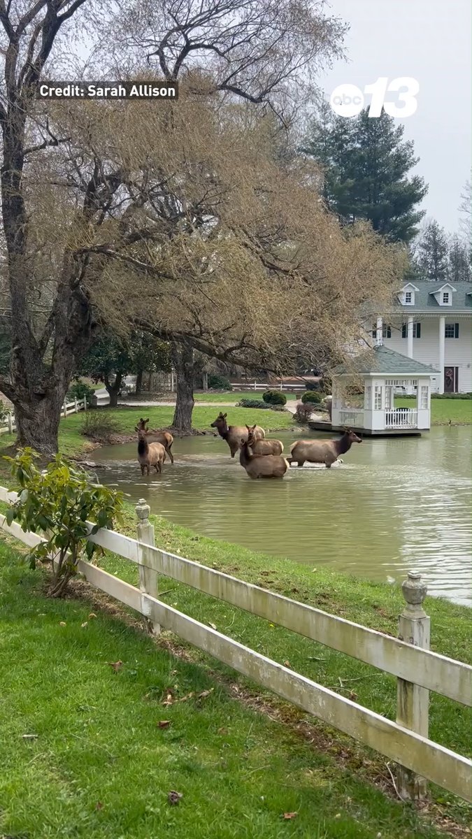 A herd of elk is nothing unusual in Maggie Valley, N.C., these days. But 25 years ago, the animals were just getting their footing in Cataloochee after being reintroduced. (Credit: Sarah Allison) Watch "Elk: A Reintroduction" 📺