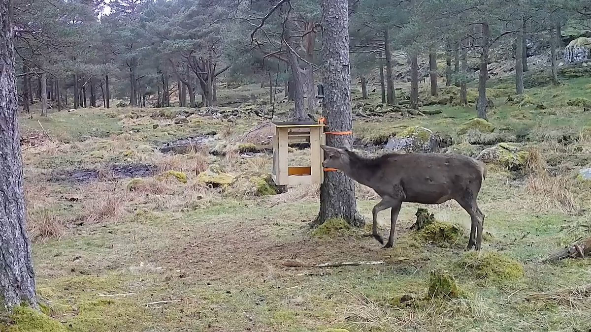 Remotely tracking animals in their natural habitats has become a central pillar of wildlife research. But on land, the process often involves fitting a collar around an animal’s neck that contains a GPS tracker and various sensors. This requires capturing the animal, which isn’t just expensive—it’s also stressful and dangerous for everyone involved. But a biologist sees a better way forward for this field of study, known as wildlife telemetry. He’s now building and experimenting with devices, described in a recent preprint, that would allow researchers to apply collars on animals without needing to capture them. Rethinking how we put collars on animals, he argues, could bring many benefits to wildlife research, such as improving animal welfare and the quantity and quality of data collected at the same time. Learn more: News from Science