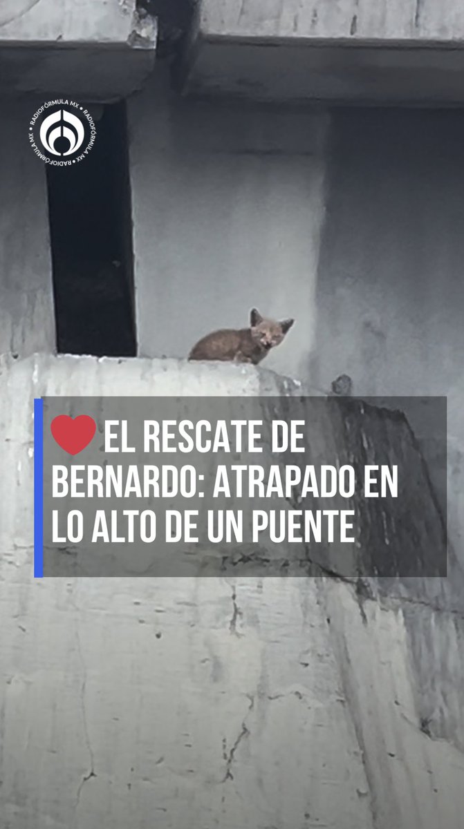 🐱❤️ El rescate de Bernardo: atrapado en lo alto de un puente 📹 Bomberos despliegan escalera gigante para salvar a un gatito #RFmx #Imperdible