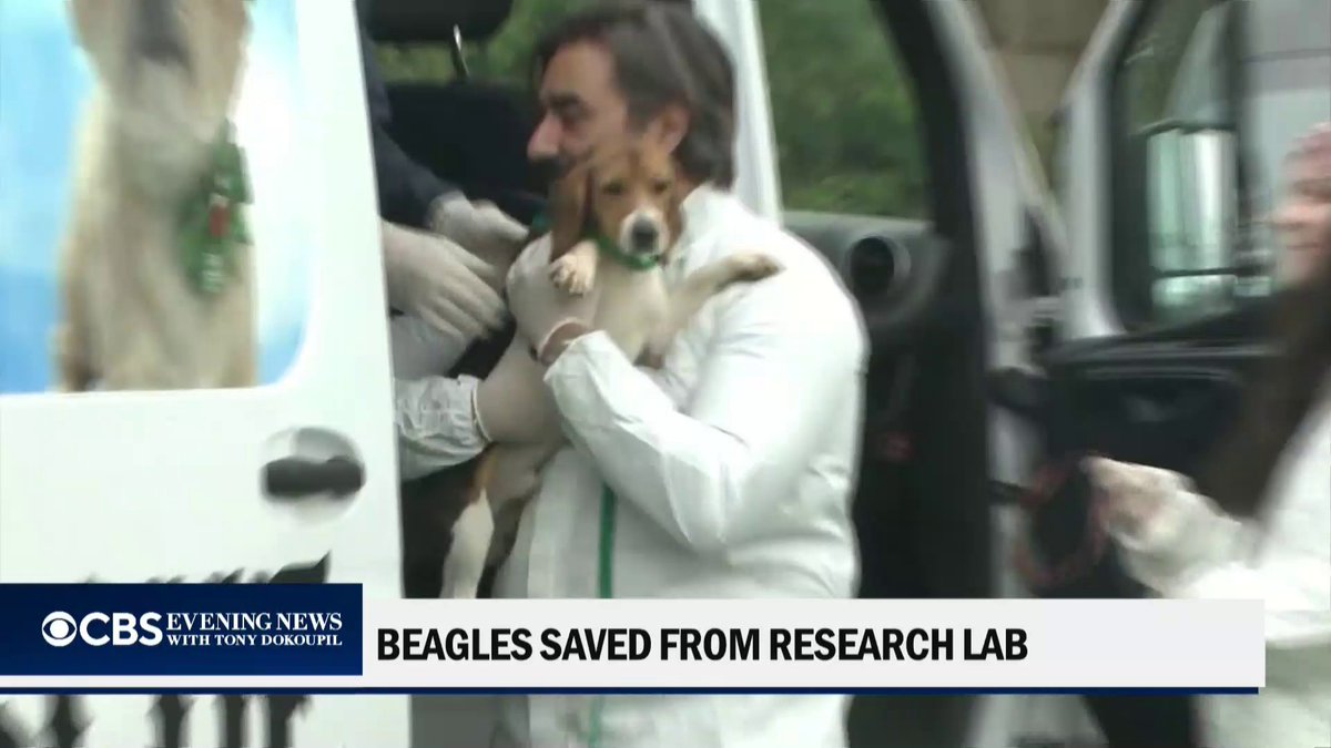A controversial beagle breeding farm near Madison, Wisconsin, is shutting down after years of pressure. “Ridgeland” Farms, long accused of animal mistreatment, will release nearly 500 dogs under a deal with animal rights groups. The facility has denied the allegations.