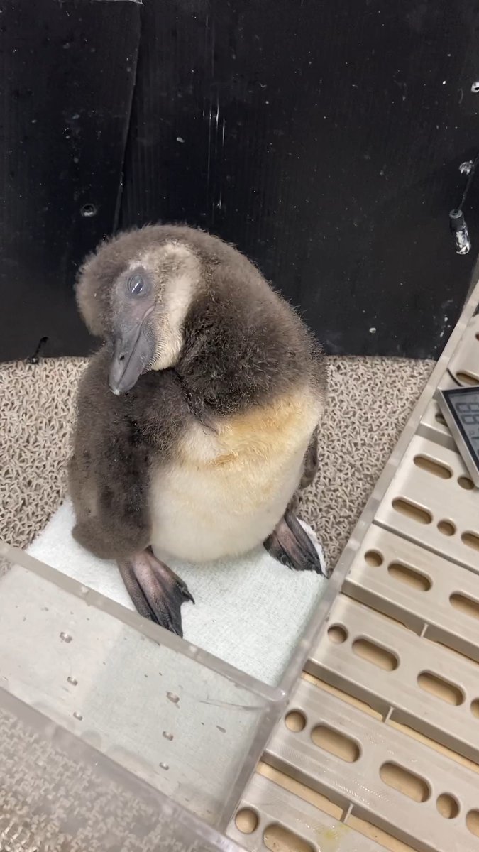 【6/8🐧35日齢のだんご】 一生懸命羽のお手入れをしている だんご😳 カメラを向けていることに気づかないほど夢中になっていたようです👏🏻 撮影していることに気づくとカメラ目線をくれました👀✨ 上手に羽繕いできていたね〜！🤭 #すみペン赤ちゃん日誌