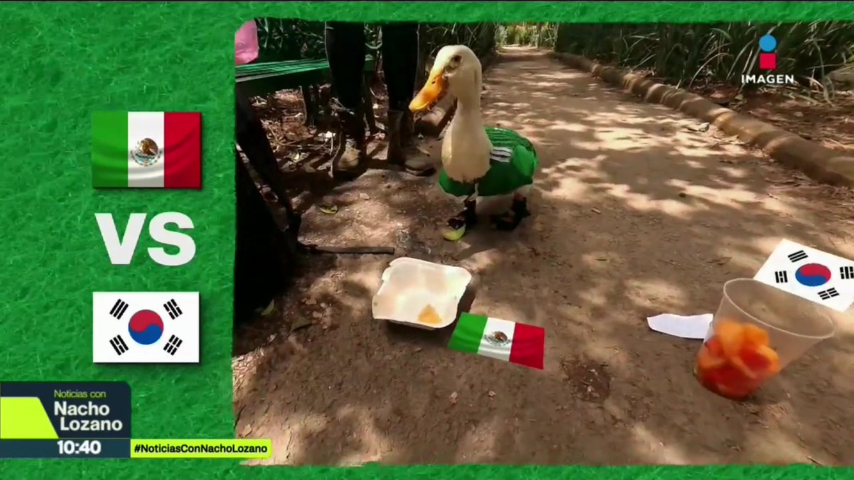 Caminando por la calles de la CDMX con su playera de México, el pato Merlín ya se convirtió en la mascota no oficial de esta Copa del Mundo. Hoy visitamos a Merlín y predijo quién va a ganar el jueves entre la Selección mexicana y Corea del Sur: #NoticiasImagen