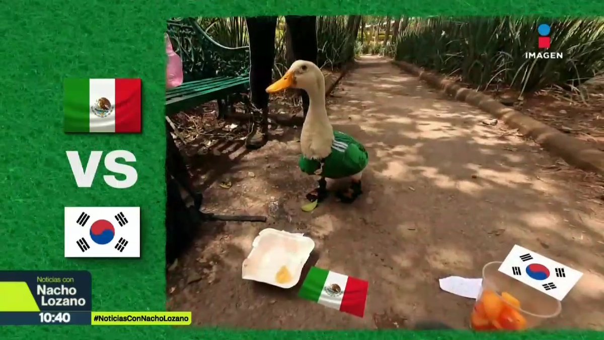 Caminando por la calles de la #CDMX con su playera de México, el pato Merlín ya se convirtió en la mascota no oficial de esta Copa del Mundo. Hoy lo visitamos, conocimos su historia y predijo quién va a ganar el jueves entre la Selección Mexicana y Corea del Sur: