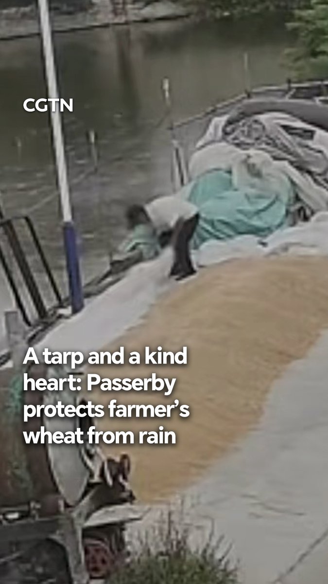 With storm clouds gathering, a passerby in Xuzhou, east China's Jiangsu Province, stepped in to protect a farmer's wheat laid out by the road with a tarp. The farmer later returned to find the harvest safe and dry. A small act of kindness saved a season's hard work. #ChinaSeen