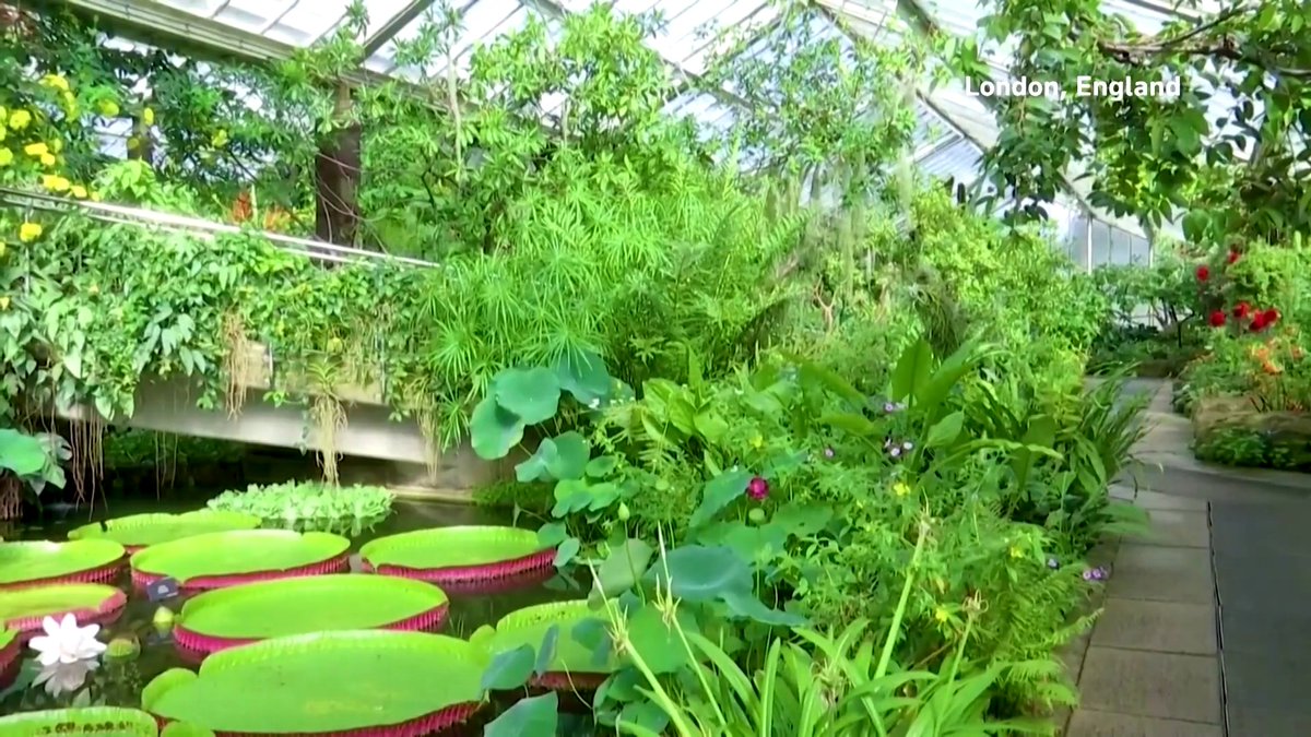 London's Royal Botanic Gardens, Kew, warned that over 30,000 plant and fungi species are threatened with extinction but the true scale is likely higher, as only 18% of plant species and just 0.6% of fungal species have been assessed, with millions more still unknown to science