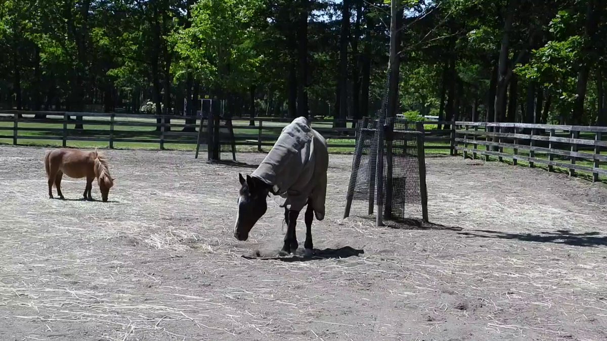 【ノーザンホースパーク】 今日（厳密には昨日）のウインドインハーヘア母さん35歳 🐴（寝転びたいけど、起き上がるのには一苦労だし…😟） 母さんの葛藤を長回しでご覧下さい😌ﾎｯ ※見学可（9:00～17:00）