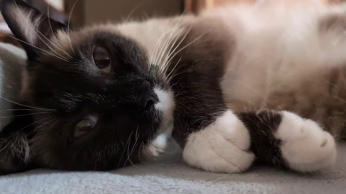 恋人が猫やと朝の目覚めってこんな感じ。