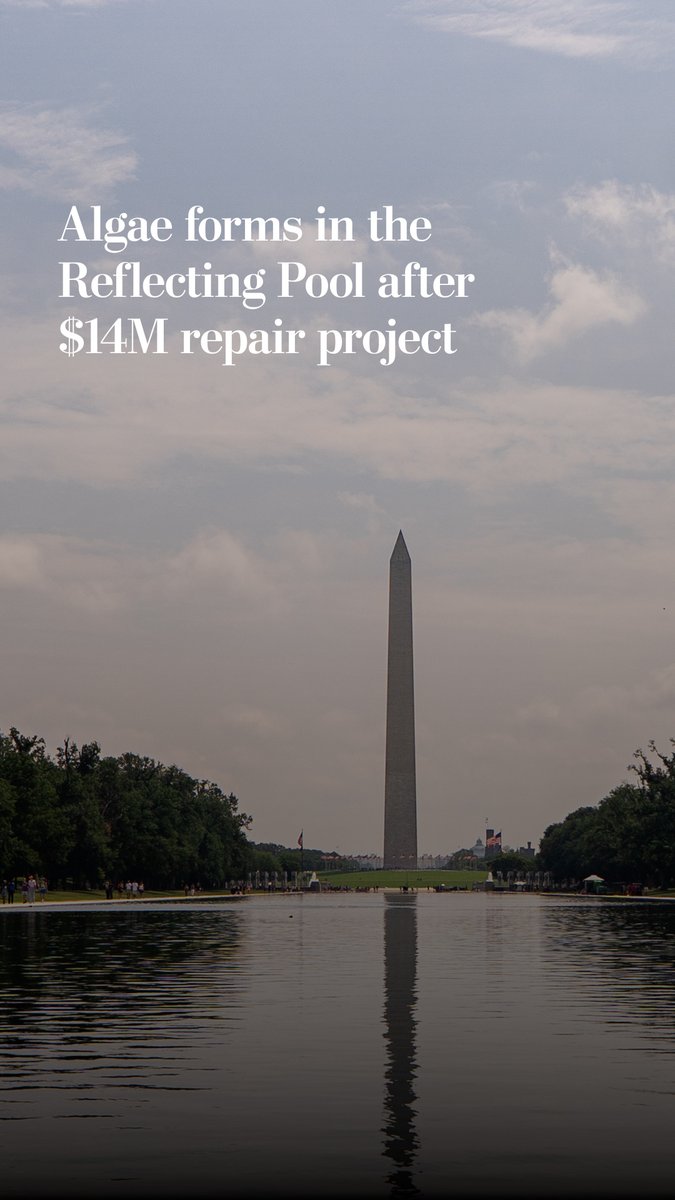A few days after D.C.’s Reflecting Pool was refilled, clumps of green algae have been spotted throughout the water.
