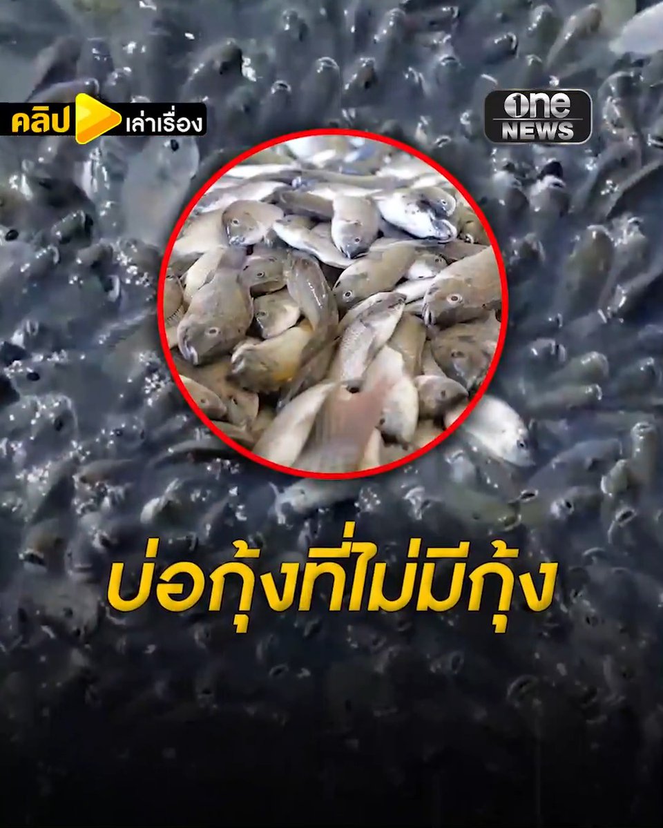 จากเกษตรเลี้ยงกุ้ง กลายเป็นคนเลี้ยงปลาหมอคางดำ #คลิปเล่าเรื่อง