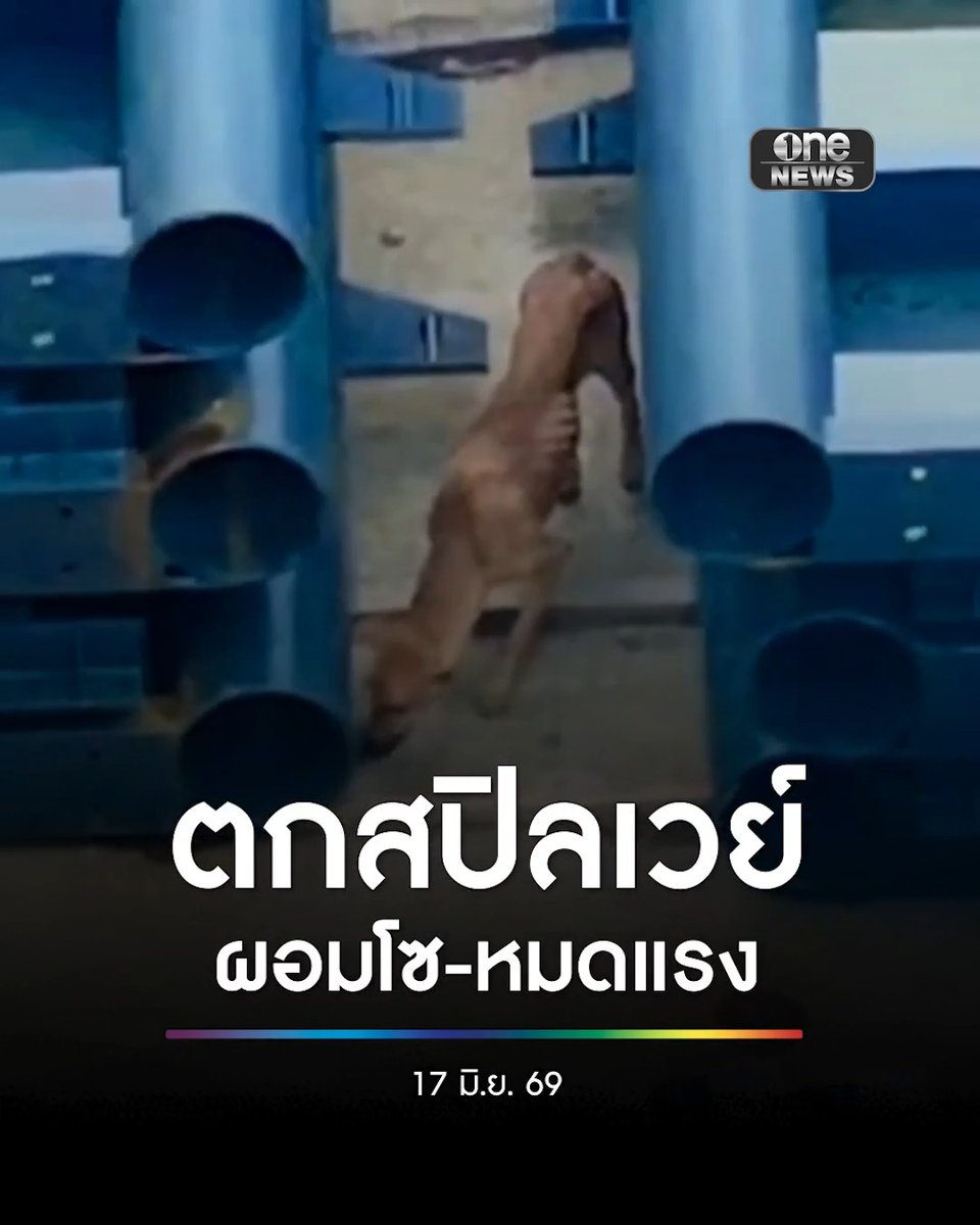 หมาตกสปิลเวย์ที่เพชรบูรณ์ ผอมโซ-หมดแรง หลังอดอาหารหลายวัน พลเมืองดีหว่านแหช่วย #สำนักข่าววันนิวส์