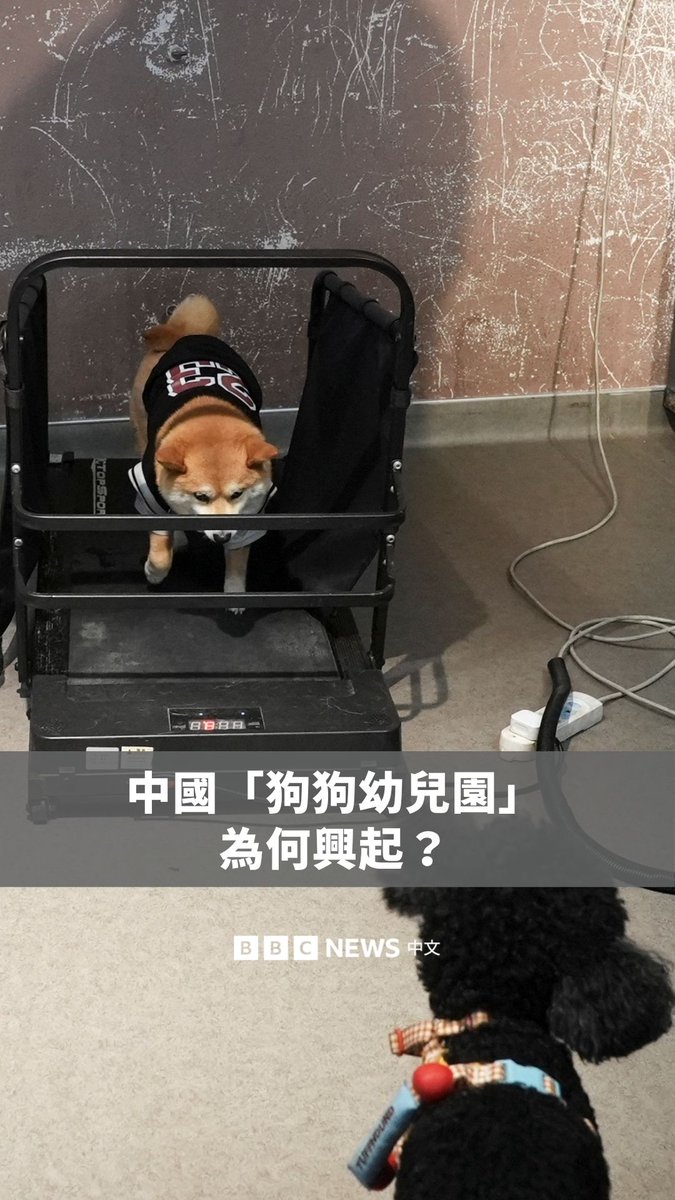 🐶随中国近年出生率下降与生活方式转变，宠物逐渐被视为“家庭成员”，这也带动高价值服务的成长，例如托育、美容与训练等产业。“狗狗幼儿园”Paw³ 创办人Jann Zhang表示，这项事业最初仅有约10只狗，如今已成长至约200只，饲主每日支付约98至138元人民币。 根据中国宠物产业研究机构Pet Data估算，中国城市宠物消费市场规模在2025年达到3,126亿元人民币（约461.5亿美元），并预计到2028年将超过4,050亿元人民币。