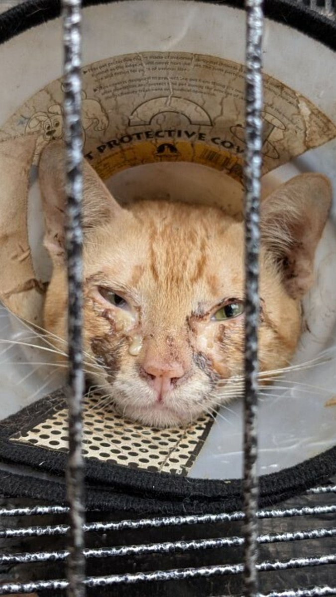 Police in Vietnam seized more than 400 cats in a major bust of a cat meat crime ring in Ho Chi Minh City, according to animal welfare groups and local media reports.