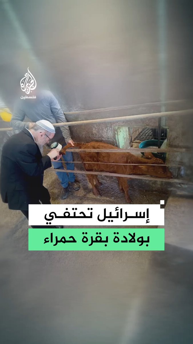 وصفها أبو عبيدة بـ"الخرافة المقيتة".. لماذا أثارت ولادة بقرة حمراء في الجليل اهتمام الأوساط اليهودية وما علاقتها بمشروع بناء الهيكل المزعوم؟ #رقمي