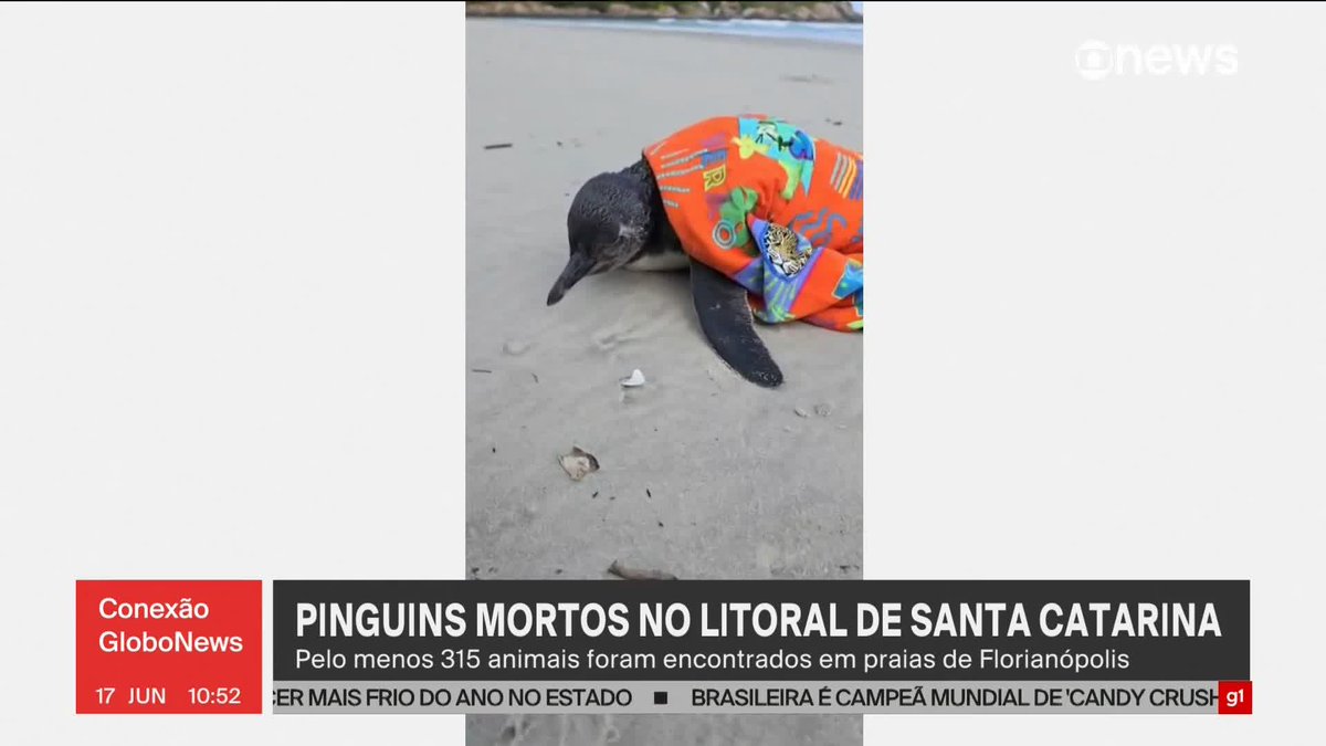🚨URGENTE: Mais de 300 pinguins apareceram sem vida no litoral de Santa Catarina. A principal hipótese é que eles tenham ficado exaustos durante a busca por alimento em alto-mar.