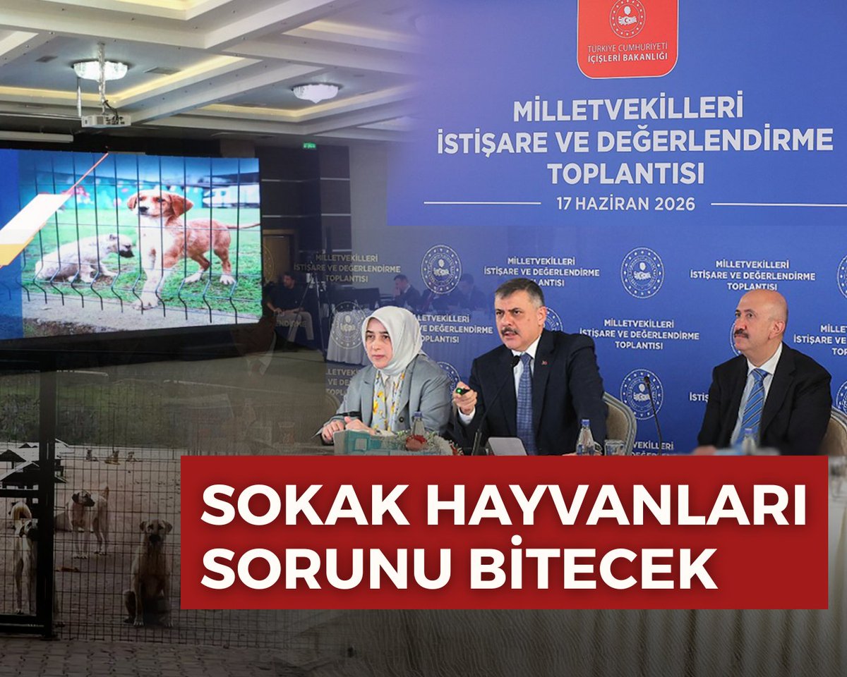 Sahipsiz sokak hayvanlarına ilişkin yürüttüğümüz çalışmaları, AK Parti Grup Başkanvekilimiz Sayın Özlem Zengin, Milli Savunma Komisyonu Başkanımız Sayın Hulusi Akar ve AK Parti milletvekillerimizle gerçekleştirdiğimiz İstişare ve Değerlendirme Toplantımızda kapsamlı şekilde ele aldık. Vatandaşlarımızın güvenliği, hayvan refahının korunması ve şehirlerimizde sürdürülebilir bir yaşam düzeninin tesis edilmesi amacıyla bakım evleri ve doğal yaşam alanlarının oluşturulmasına yönelik çalışmalarımız ülke genelinde devam ediyor. Sahipsiz sokak hayvanları, 51 ilin tamamında ve Türkiye genelinde yüzde 83 oranında toplanmış ve barınaklara veya doğal yaşam alanlarına alınmış durumda. 30 büyükşehrimizin toplanma oranı yüzde 74'e çıkarken, toplama işlemleri Erzurum, Mardin, Manisa, Mersin, Şanlıurfa, Kayseri, Sakarya, Denizli, Konya, Balıkesir, Gaziantep ve Kahramanmaraş'ta tamamlanmıştır. Geriye kalan 18 büyükşehirden Ankara'da yüzde 99, Van ve Malatya'da yüzde 91, Muğla'da yüzde 89, Tekirdağ'da yüzde 87, Samsun'da yüzde 82, Trabzon'da yüzde 80, Hatay'da yüzde 76, Kocaeli'nde yüzde 71, Antalya'da yüzde 68, Adana'da yüzde 64, Eskişehir'de yüzde 59, Bursa'da yüzde 58, İstanbul'da yüzde 49, Aydın'da yüzde 47, Ordu'da yüzde 38, İzmir'de yüzde 35 ve Diyarbakır'da yüzde 27 seviyesine ulaşılmıştır. Mülki idare amirlerimiz, ilgili kurumlarımız ve yerel yönetimlerimizle güçlü bir koordinasyon içerisinde çalışmalarımızı sürdürüyoruz. Hedefimiz; yıl sonuna kadar sahipsiz hayvanların tamamının uygun bakım evlerine ve doğal yaşam alanlarına alınmasını sağlayarak vatandaşlarımızın güvenliğini ve hayvanların yaşam hakkını birlikte koruyan kalıcı bir sistemi hayata geçirmektir. Allah'ın izni ile Türkiye Yüzyılı'nı daha güvenli, daha düzenli ve daha yaşanabilir şehirlerle inşa etmeye devam edeceğiz.