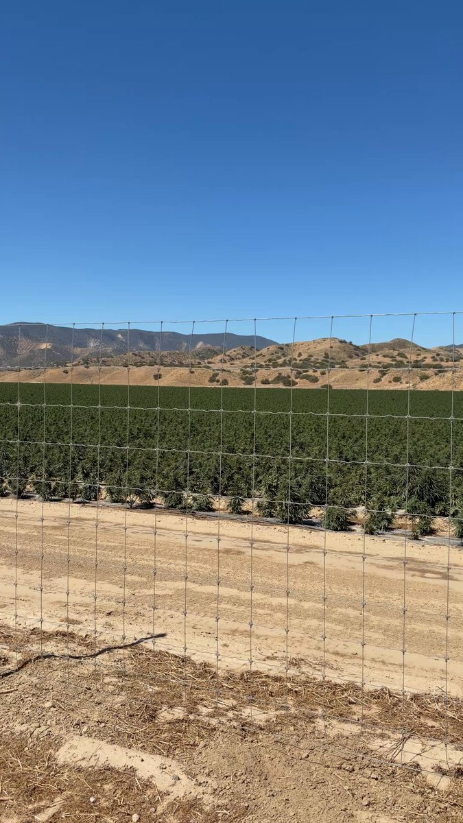 Fields and fields and fields of green. $LEEF $MSOS