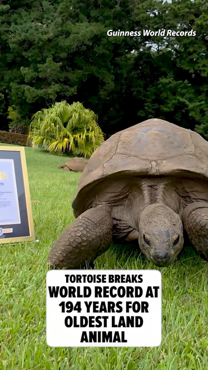Jonathan the Tortoise breaks Guinness World Record for oldest land animal at 194 years old 🐢🏅 🎥: Guinness World Records